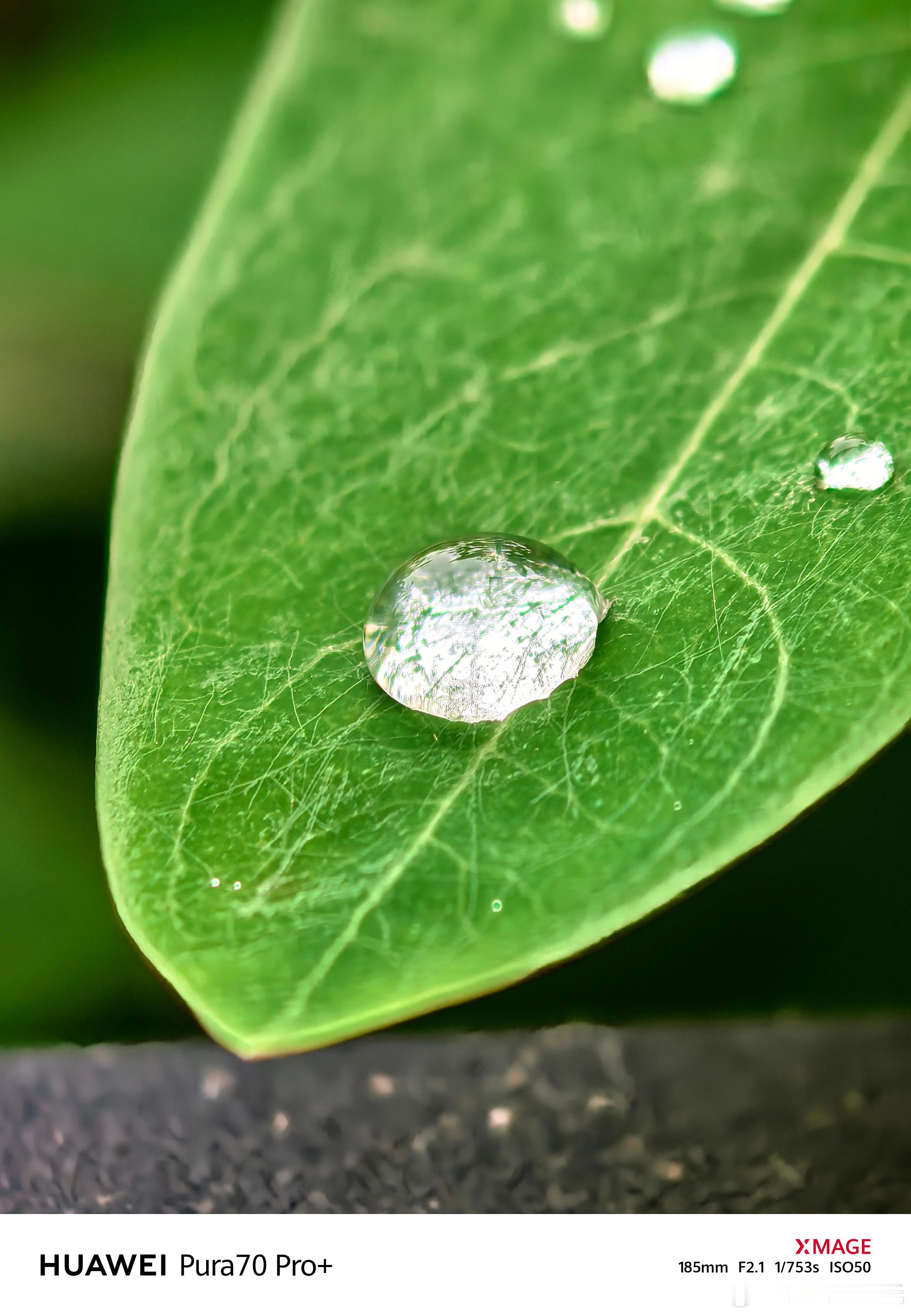 最近看到华为的大佬们包括余总、何总都在用华为Pura 70系列玩微距摄影，我也来