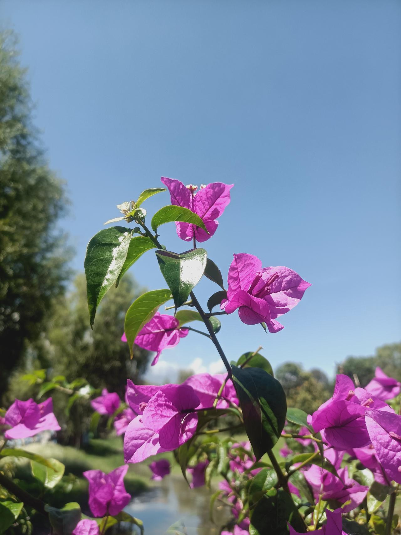 随手一拍：美丽花朵