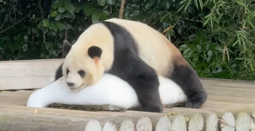 5月第一次看熊猫