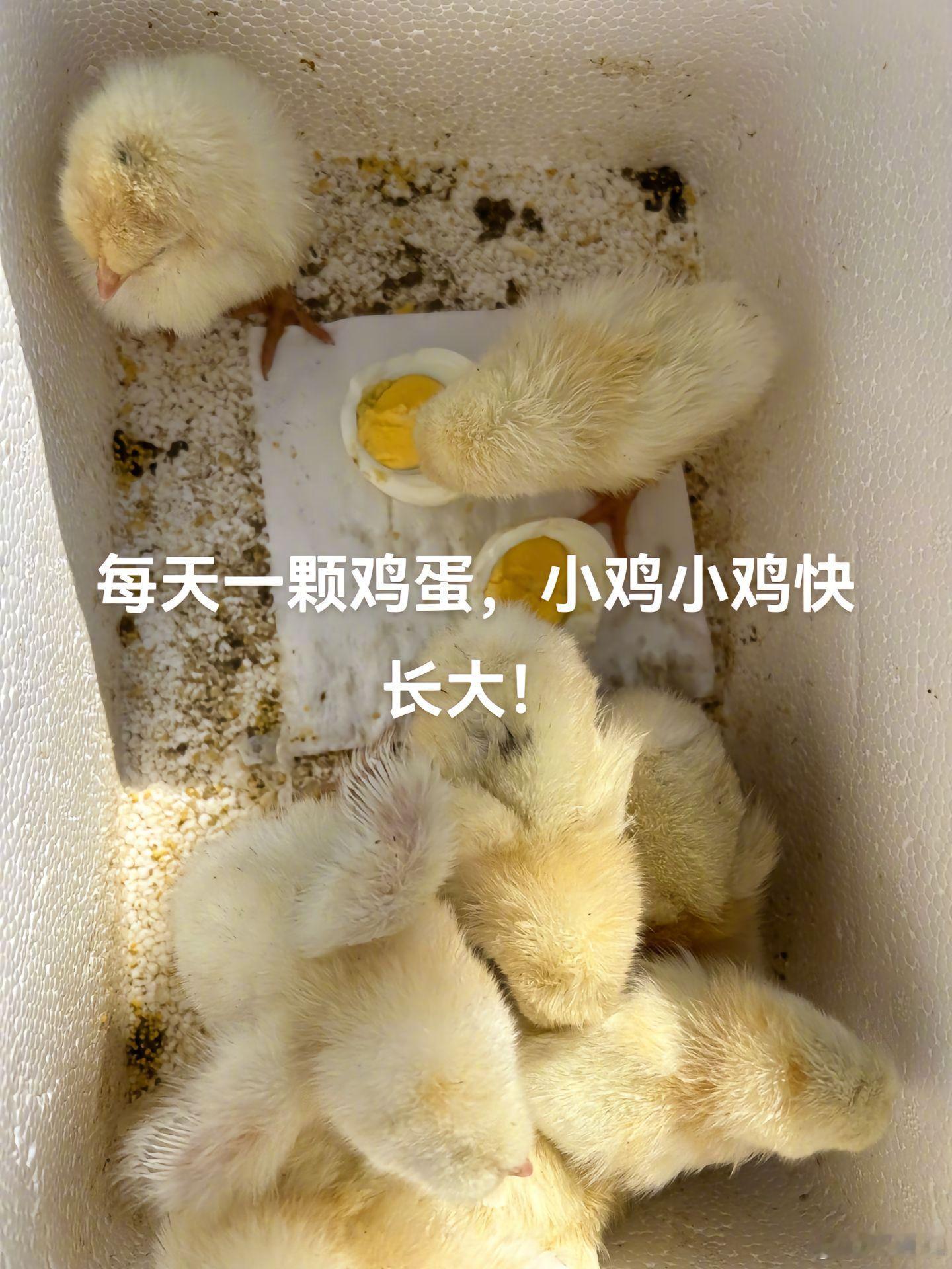 唐朝若是有网友，唐诗何止三百首#龙年造梗大赛##本命年许愿池# ​​​