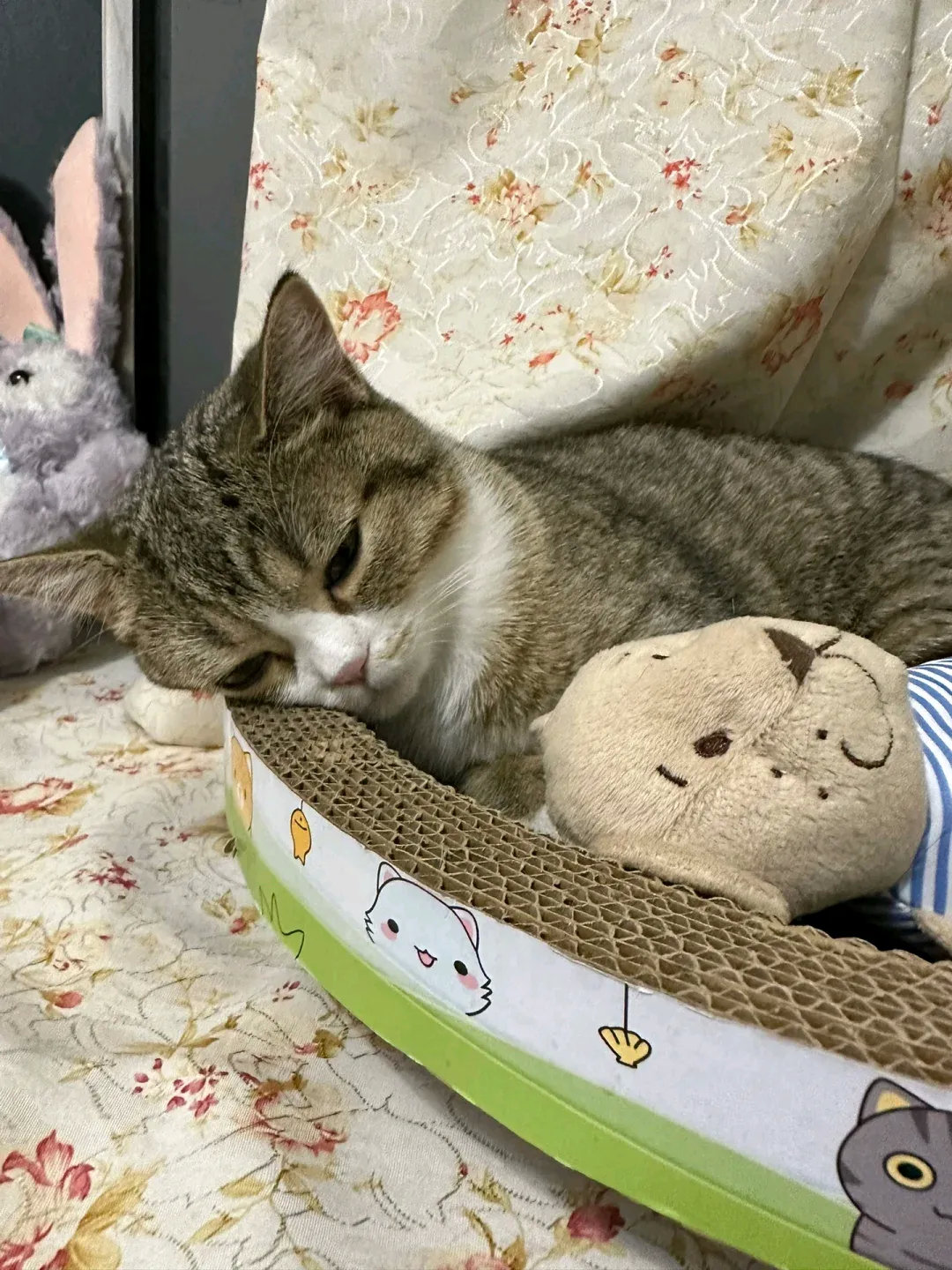 铁打的姐妹情啊，睡觉觉都要陪，从小养成的习惯，不然还闹脾气！