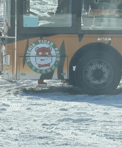 今天就指着这辆车活了