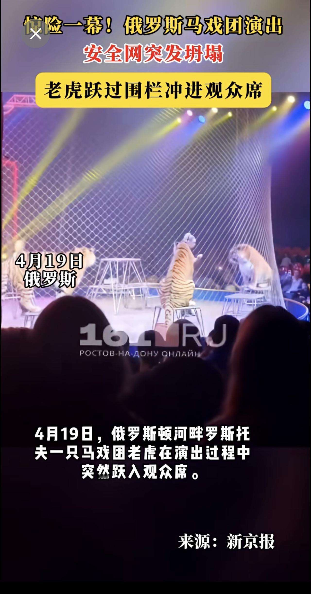 惊险一幕！俄罗斯马戏团演出安全网突发坍塌，老虎跃过围栏冲进观众席