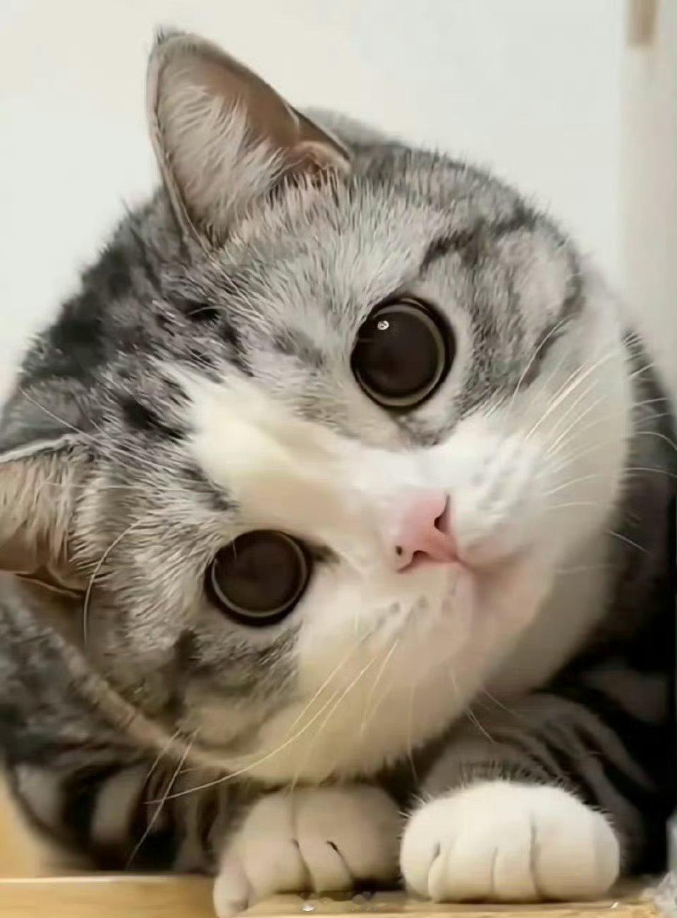 你被招财猫盯上  请不要无视  真的很灵. 