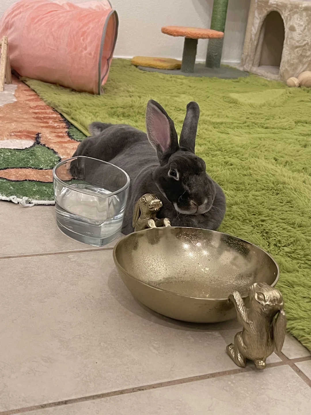🐰饭盆守护者！