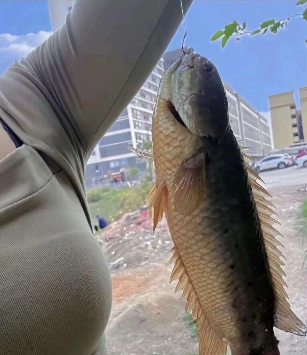 这是什么鱼，有认识的吗？户外野钓，收获满满！🎣🐟户外自然钓鱼 水库休闲钓鱼 