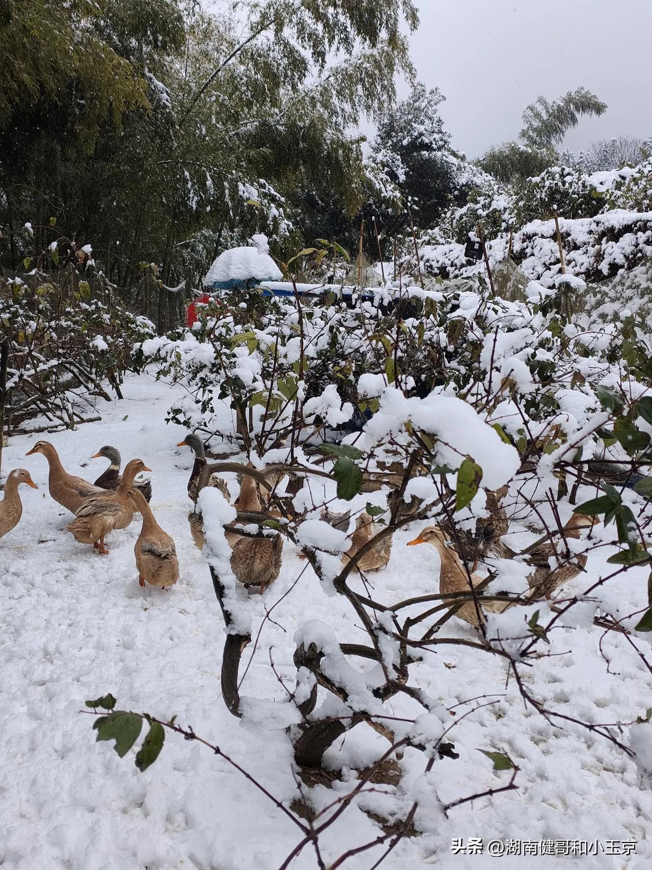 2025年1月9号湖南怀化龙潭镇山区第一场雪，