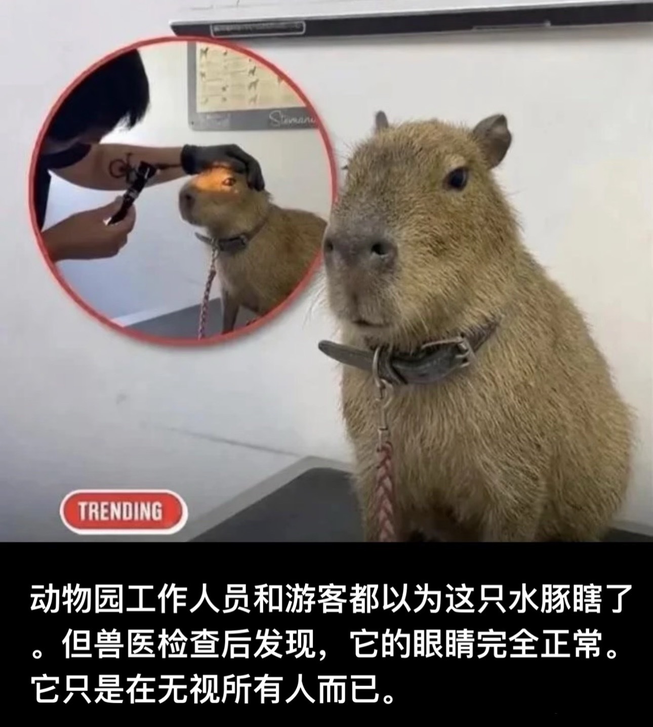 all洁  all洁 雨果洁 动物园的工作人员和游客都以为这只公鸡瞎了，但兽医洁