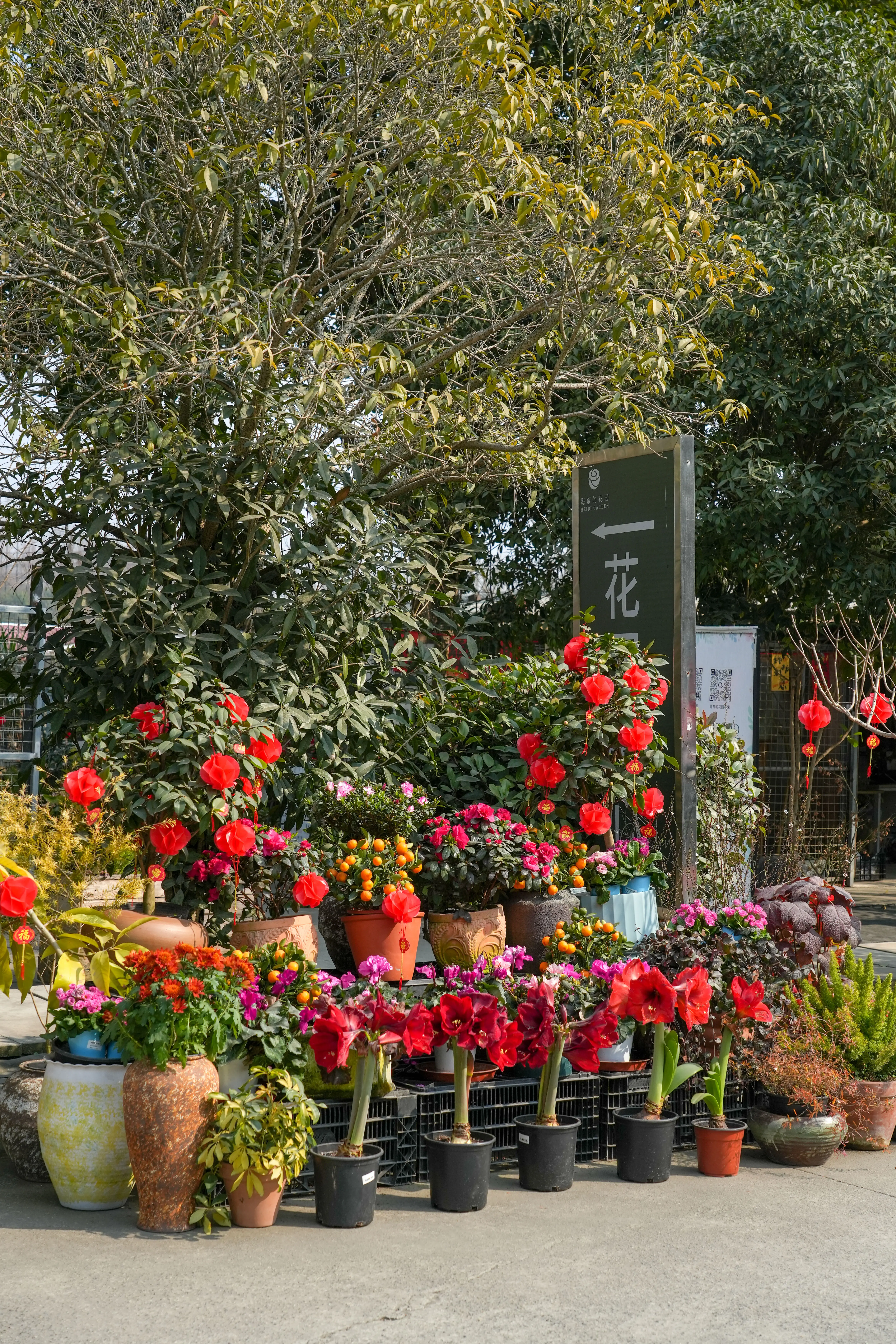 来海蒂的花园，寻找花香中的年味！。养花人的年味，藏在各种年宵花的香味中...