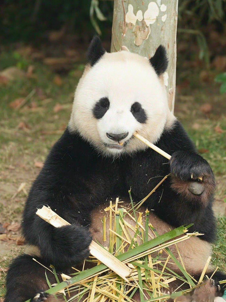 熊猫守护者 慢悠悠的国宝永远自带治愈魔力，圆滚滚的身躯，黑白软糯的皮毛，时而抱着