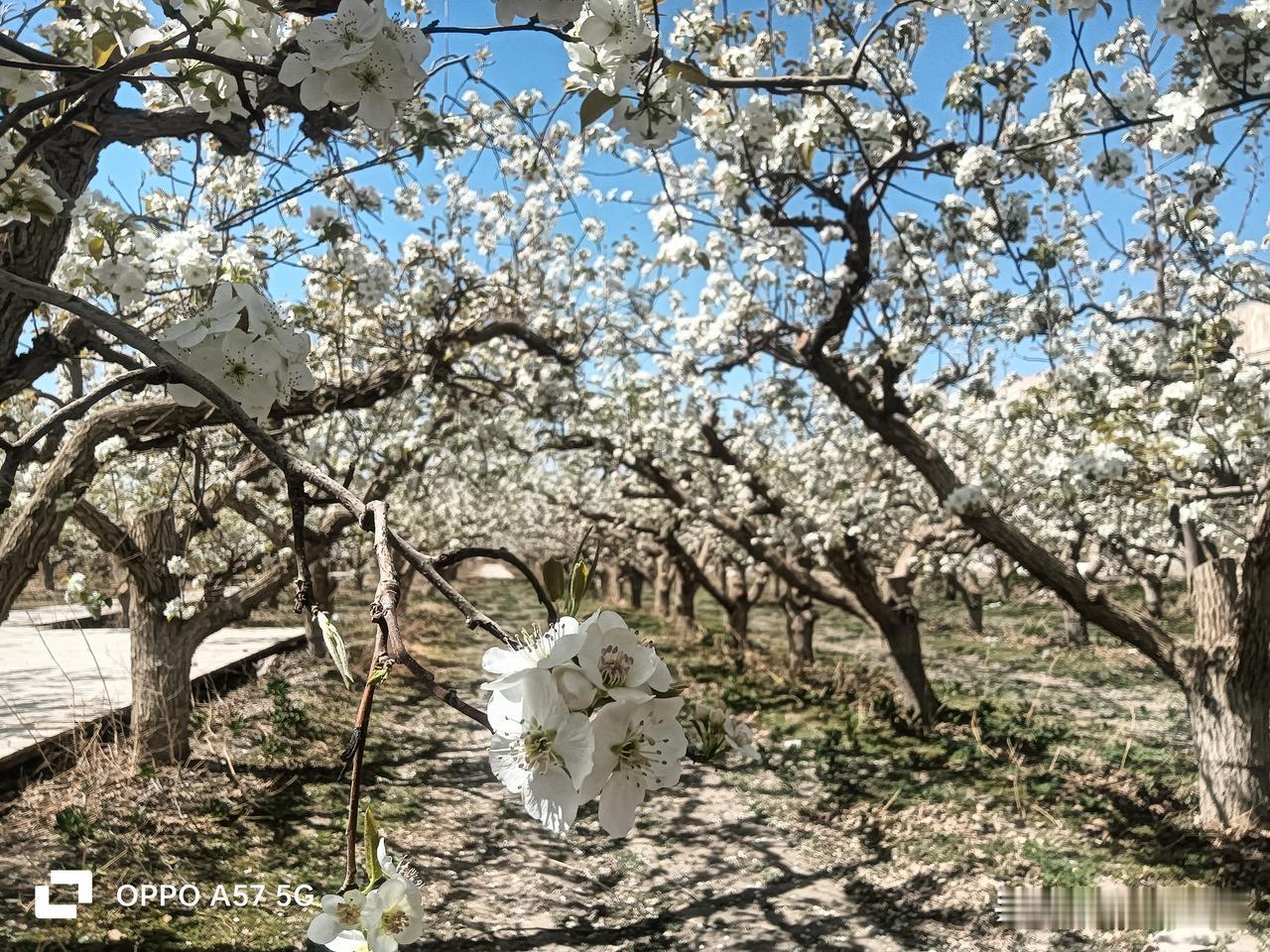 最近几天随拍的，来过新疆的一定知道这是哪个城市。
需要纠正一些人对我们新疆刻板印