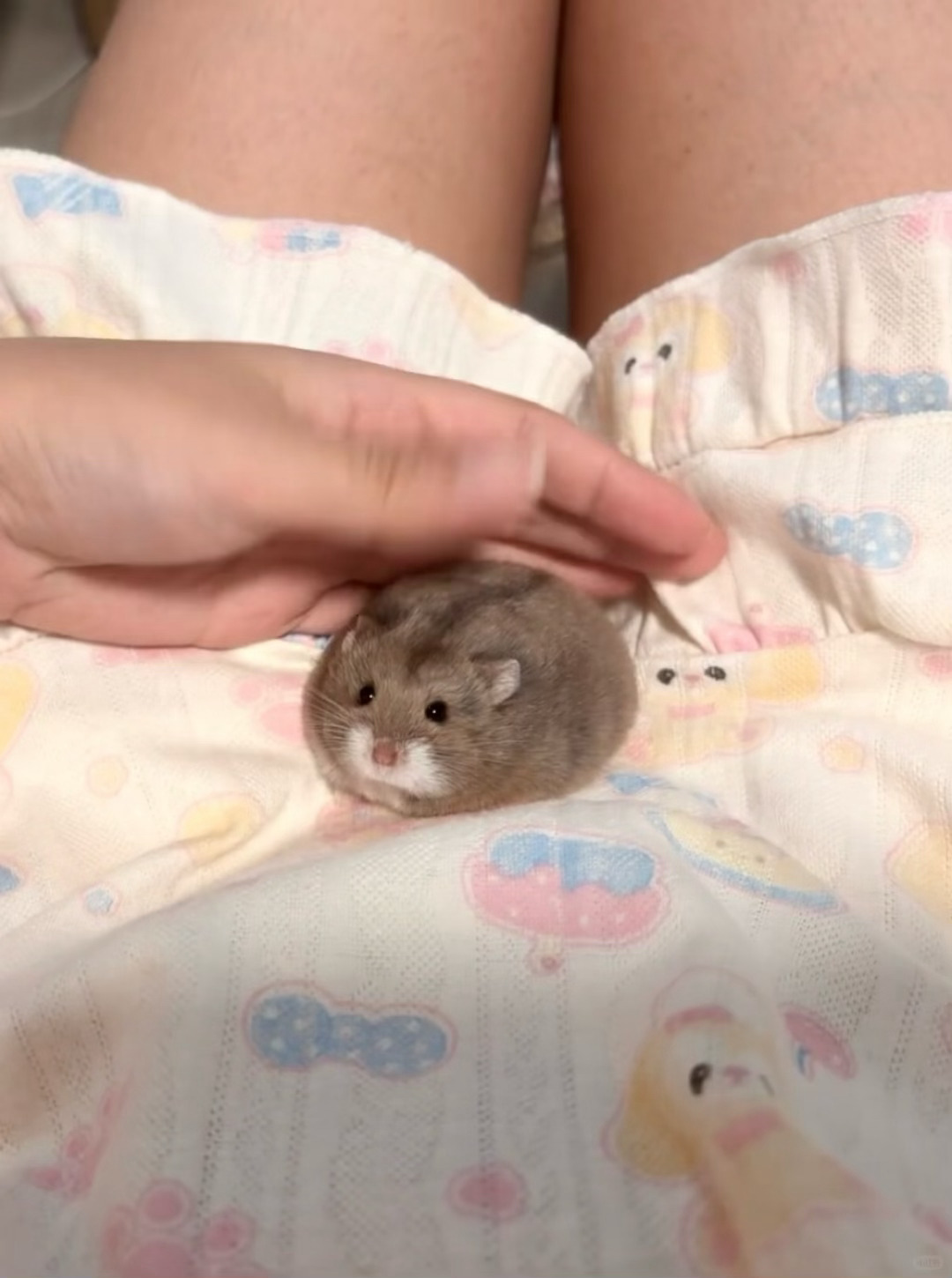 一口吃掉脏脏包🐹 ​​​