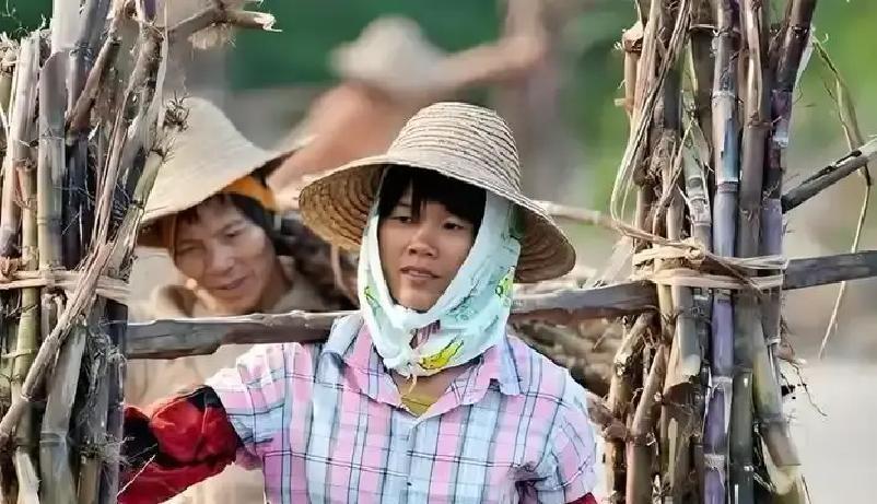 广西糖厂老板今年砍蔗季头一回没招到越南工人，往年边境口岸一放行就乌泱泱来十几万人