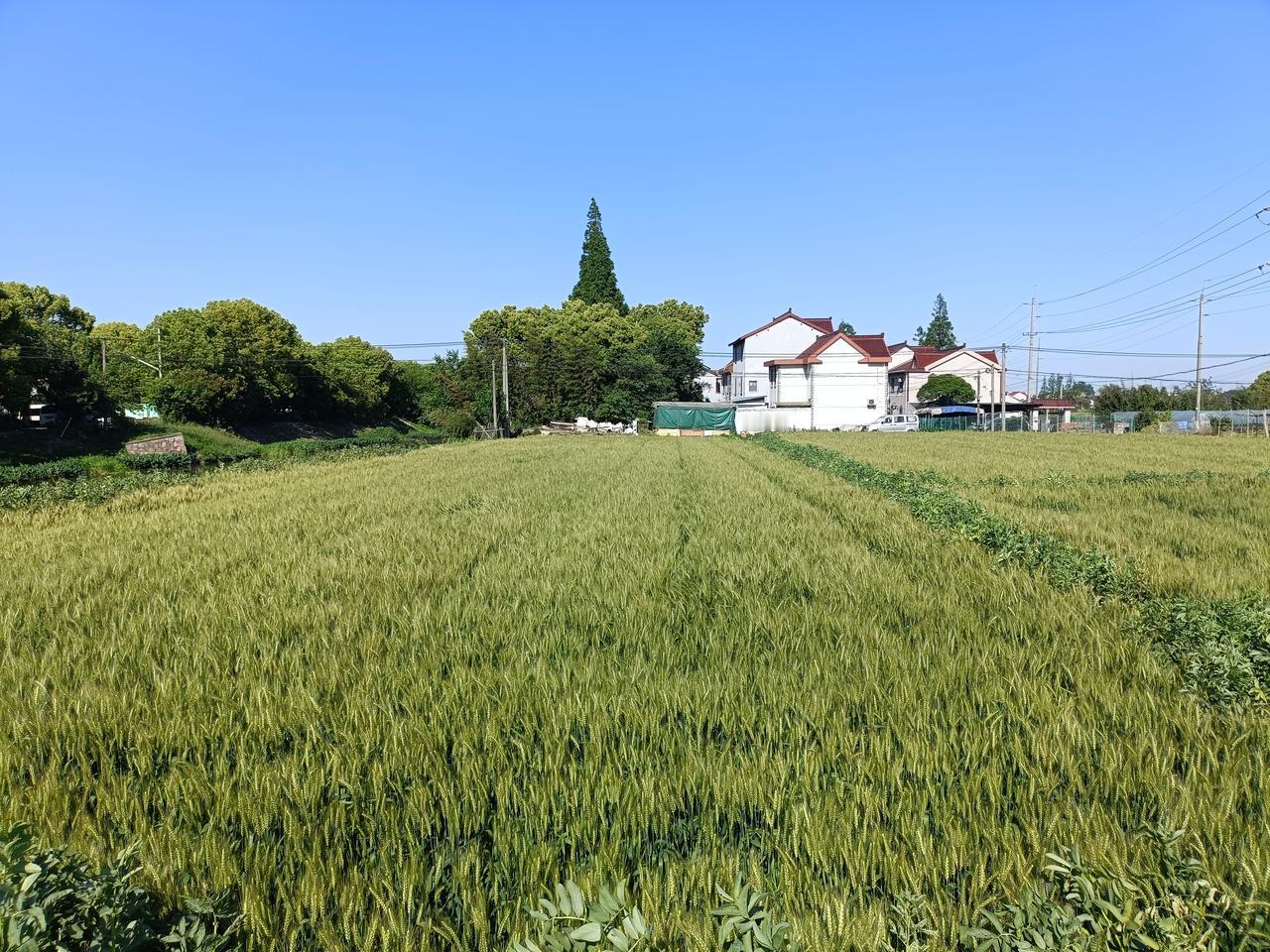 随手拍几张村庄照