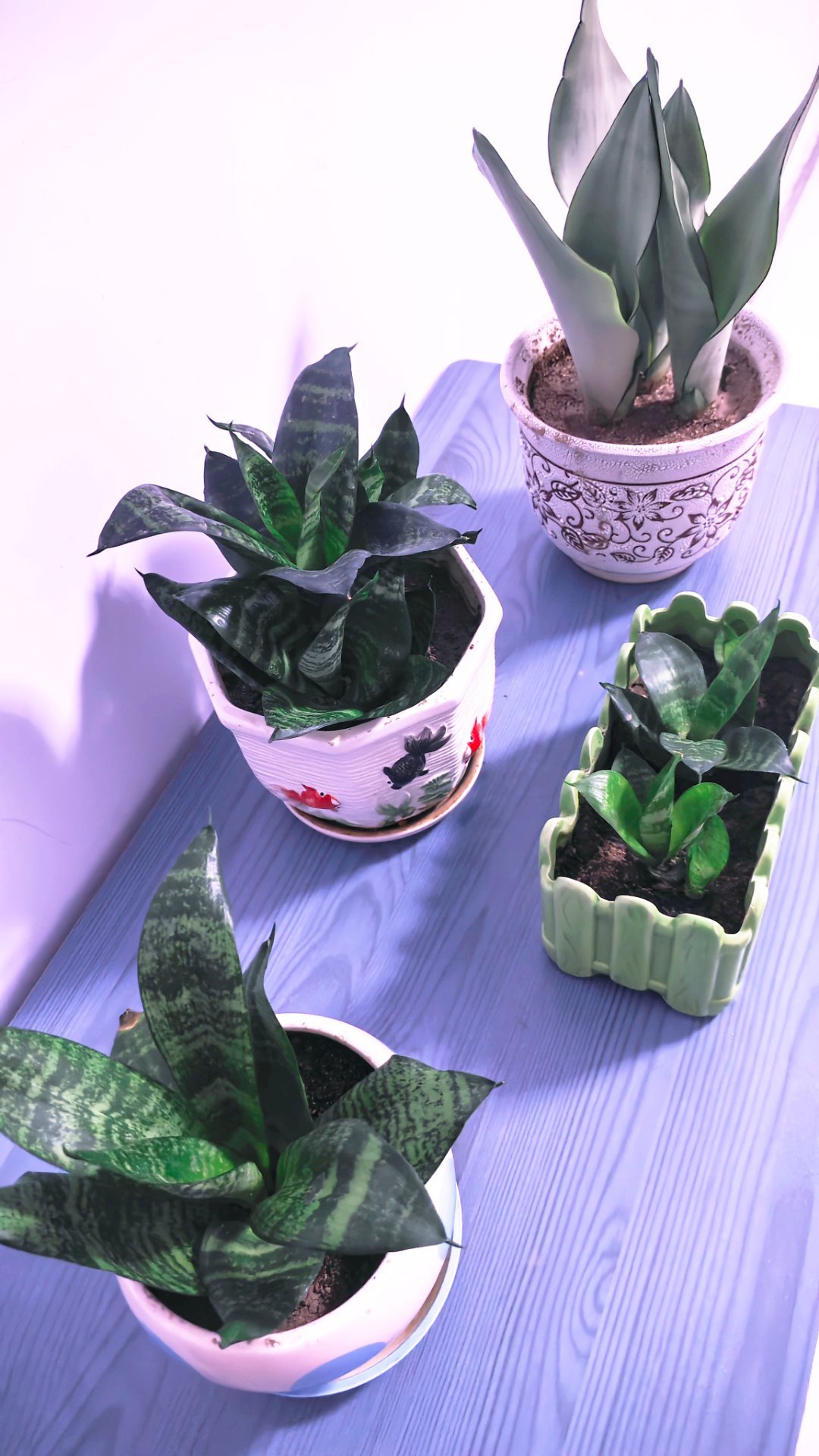 我的虎皮兰是不是像假花。[哈哈][哈哈][哈哈] ​​​