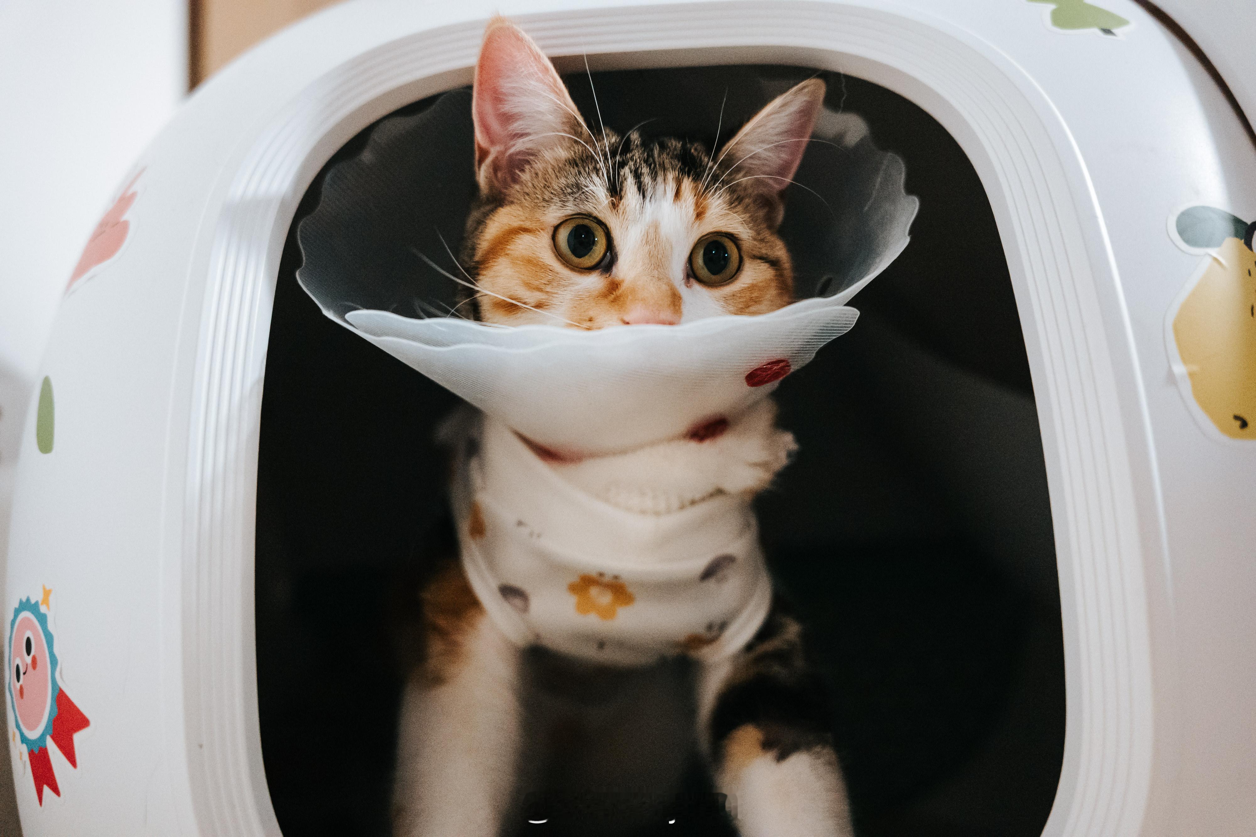 dailymoment今天是世界猫咪日日常吸猫