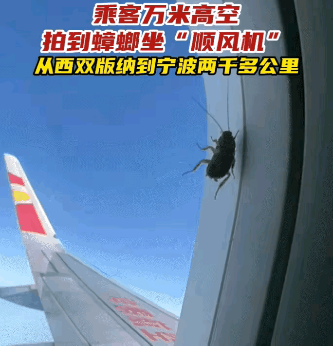 【飞越小强】某乘客坐飞机从西双版纳飞宁波。飞机到达平流层时竟然发现一只蟑螂趴在飞