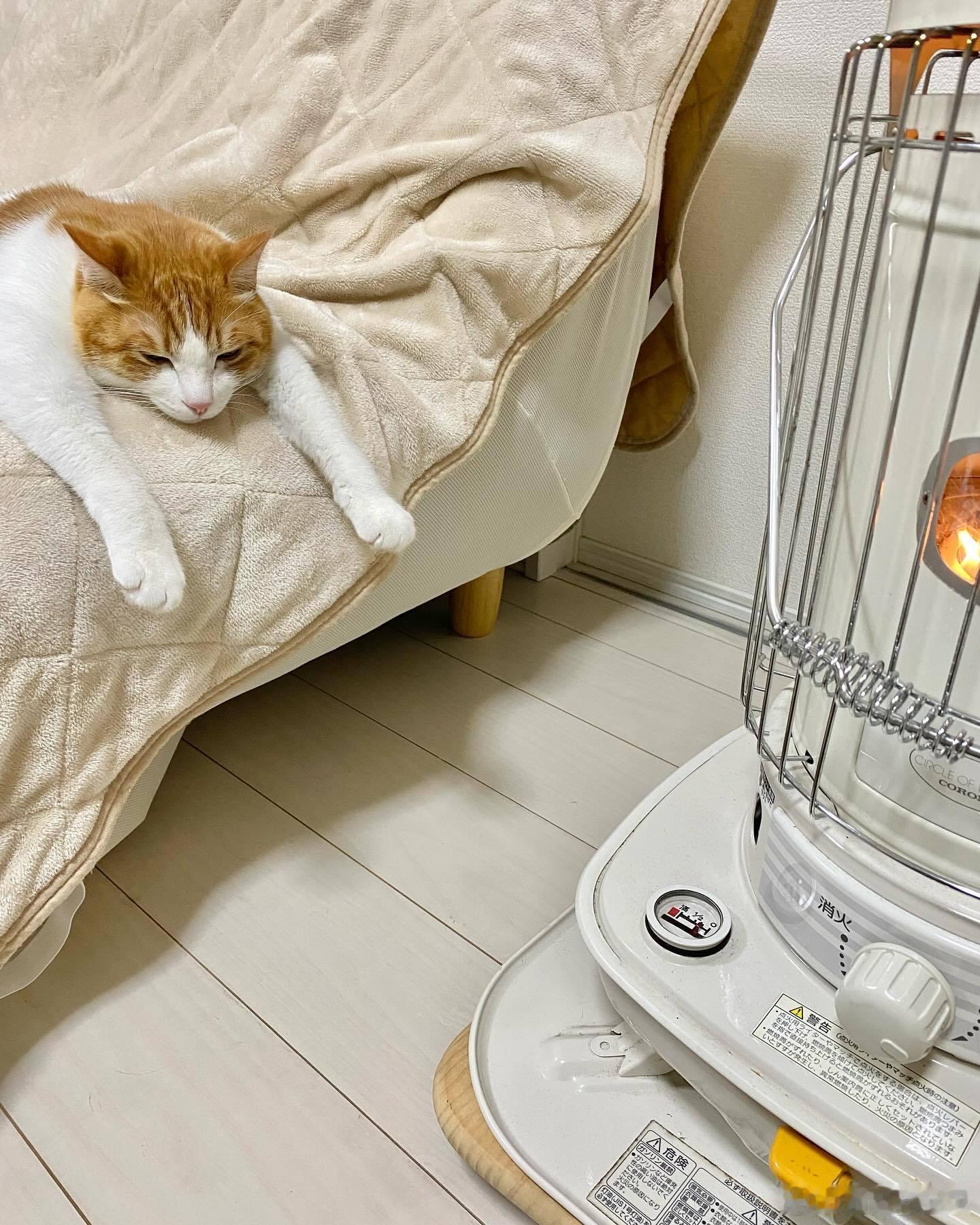 暖炉融化了小猫咪❄️🫠cr：kasumonia 