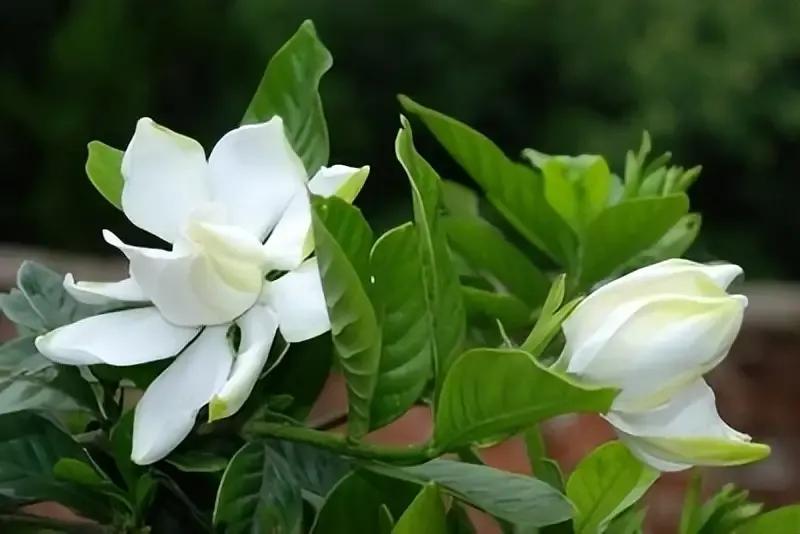 清新自然的白色花朵，绿叶相映成趣，宛如春日里的诗意。🌸🌿