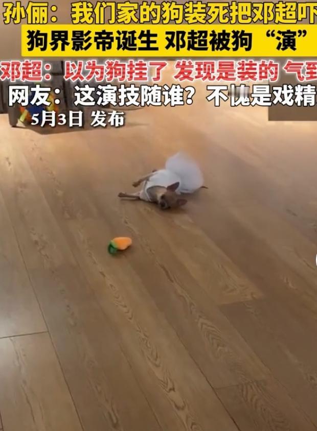 孙俪爆笑爆料！家里狗狗花式装死，直接把邓超吓晕
孙俪最近分享了家里的趣味日常，画