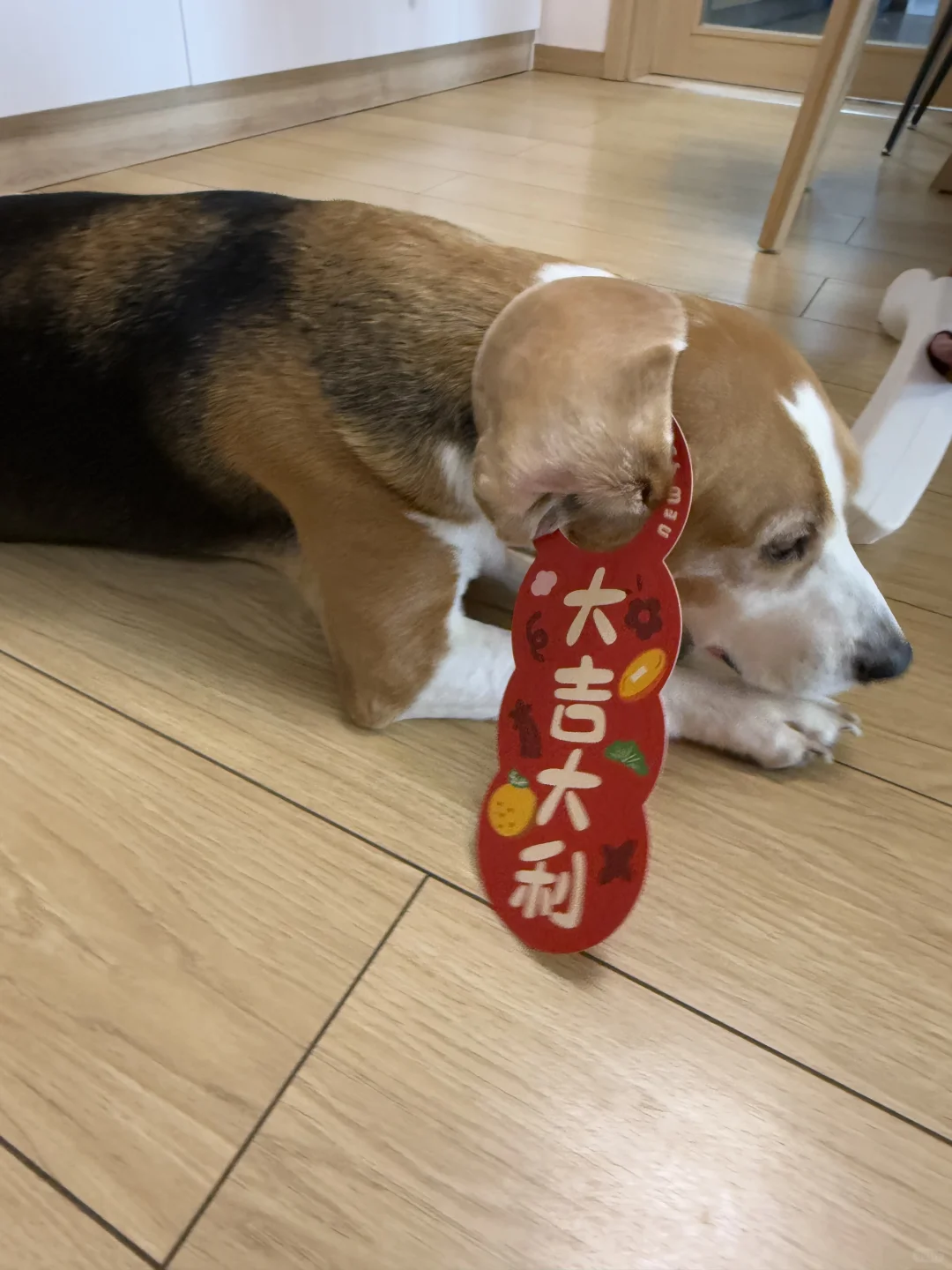 大耳朵狗祝大家大吉大利