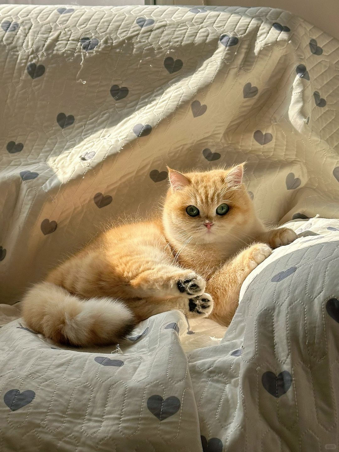 小猫咪总能找到家里最好的阳光位