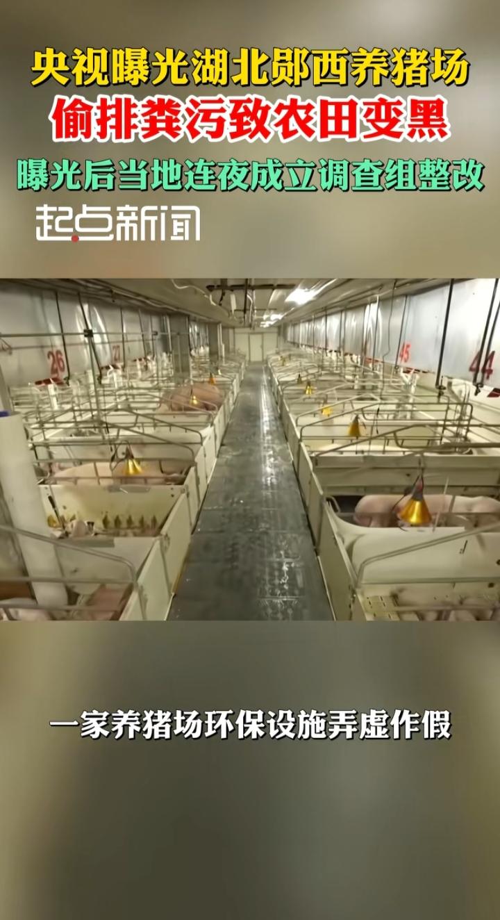 央视曝光郧西养猪场偷排粪污：良田变黑土，环保设施为何成了“样子工程”？
 
央视