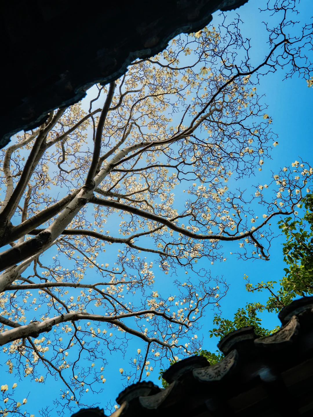 园林玉兰花季，抬头的每一帧都是壁纸🌸