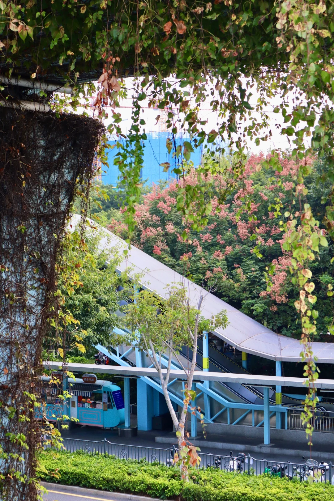 厦门秋日限定浪漫🍂和栾树来张合照