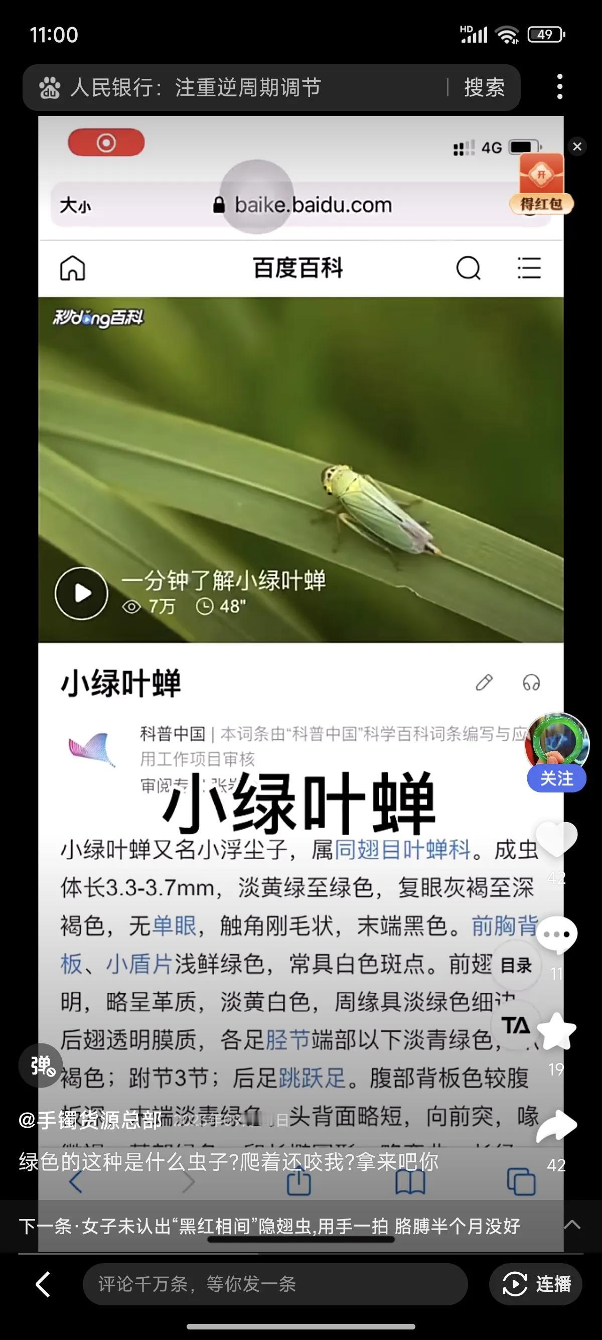 
今日份害虫科普