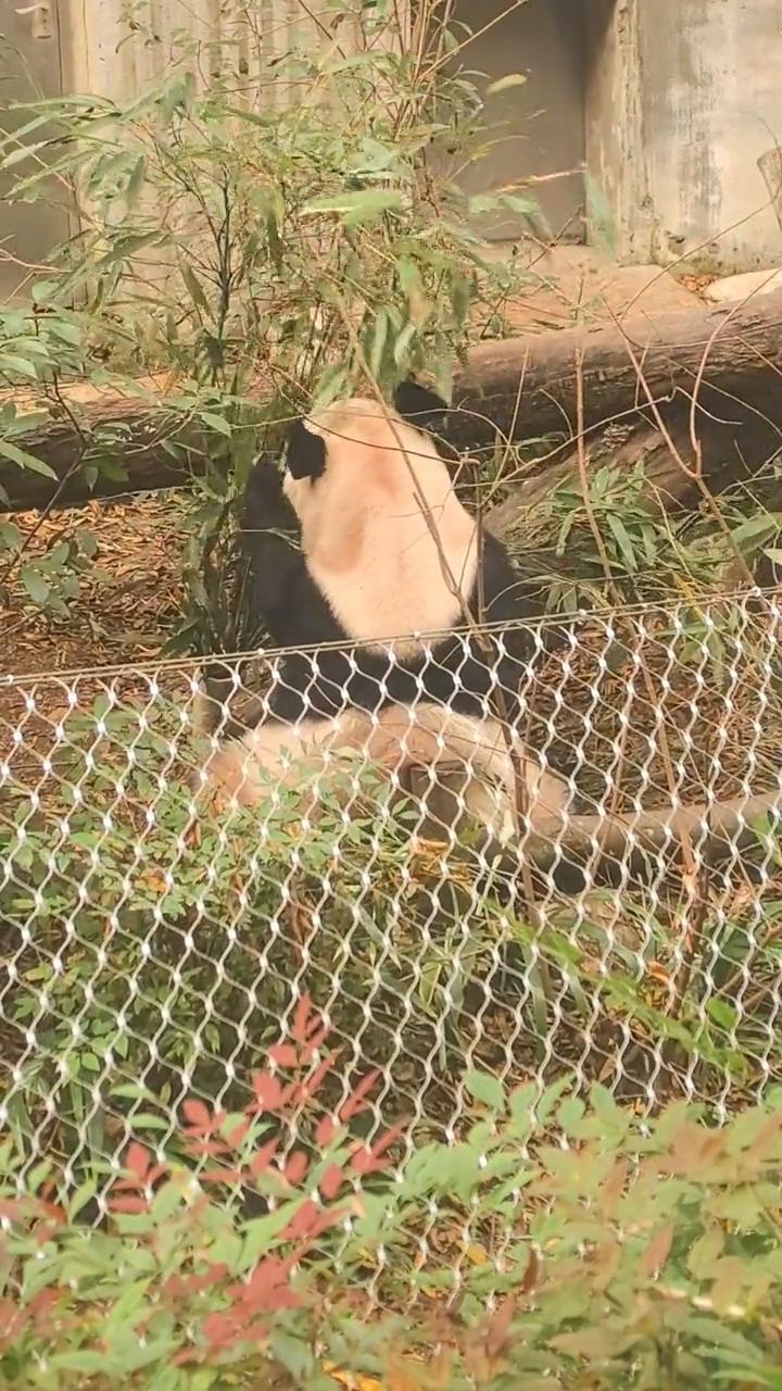 像我们这个吃法不能倒栽葱下来。