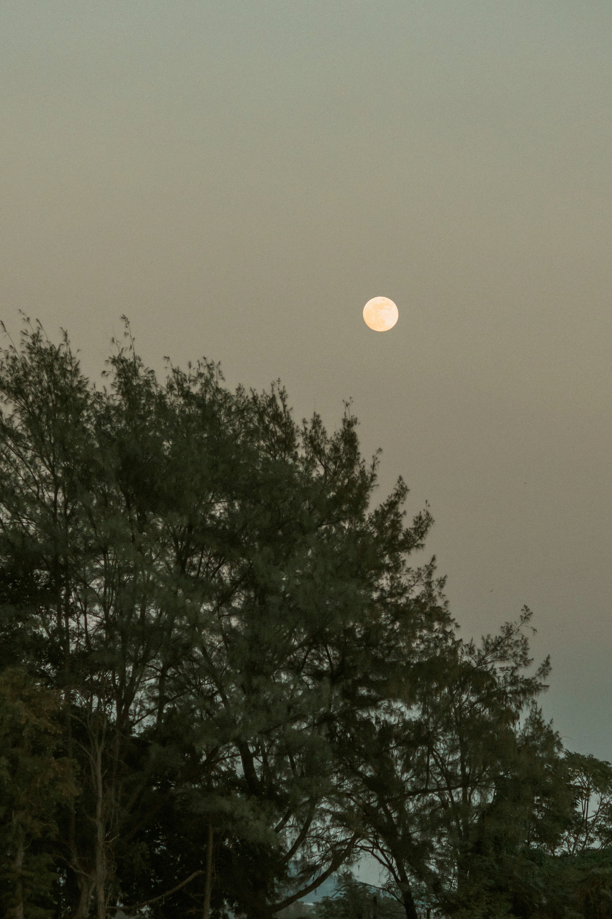 某一天，人们都离去了，树依旧会在，花也依旧会开。当你知道，世间有长久事物，即是安