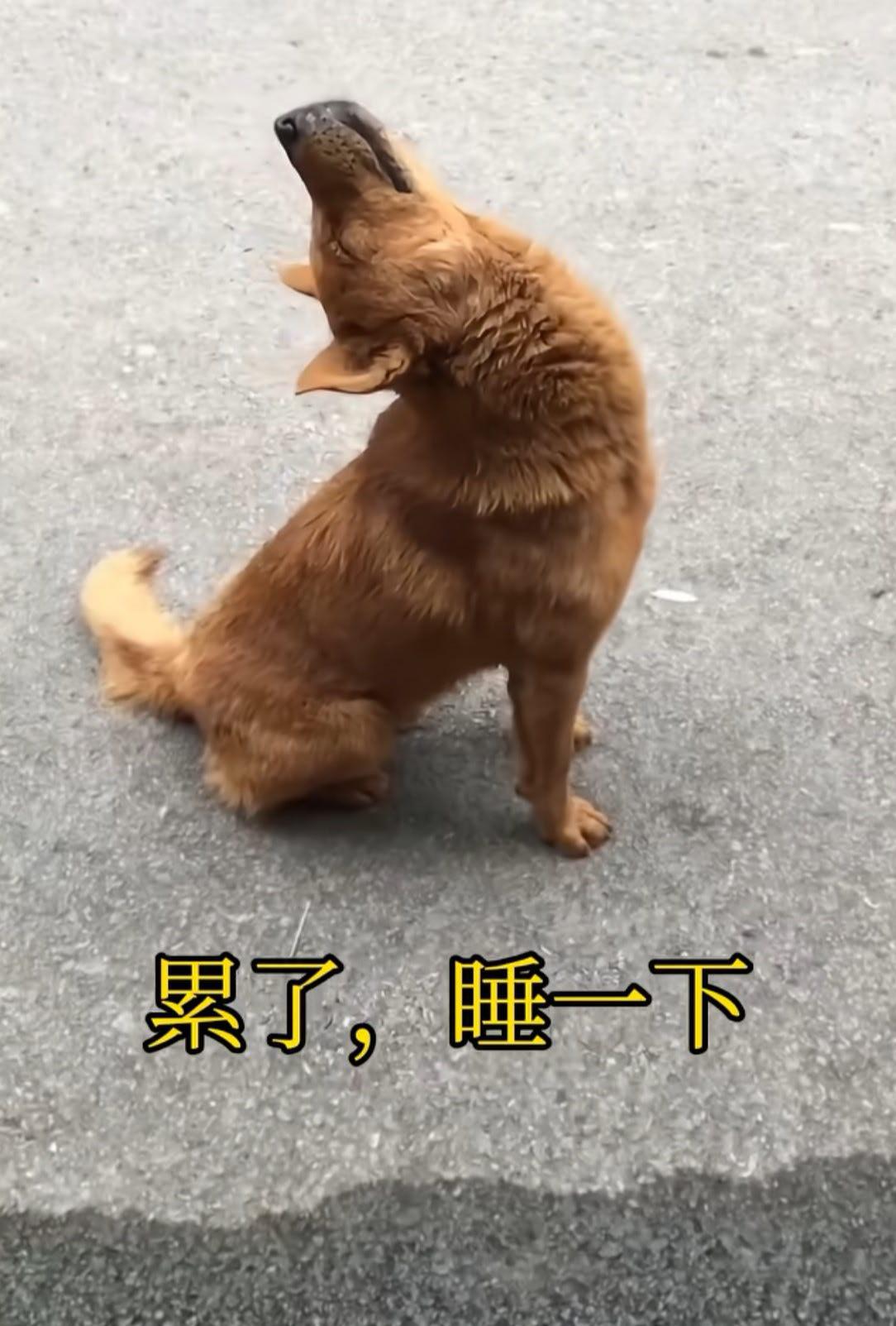 累了，睡一会！