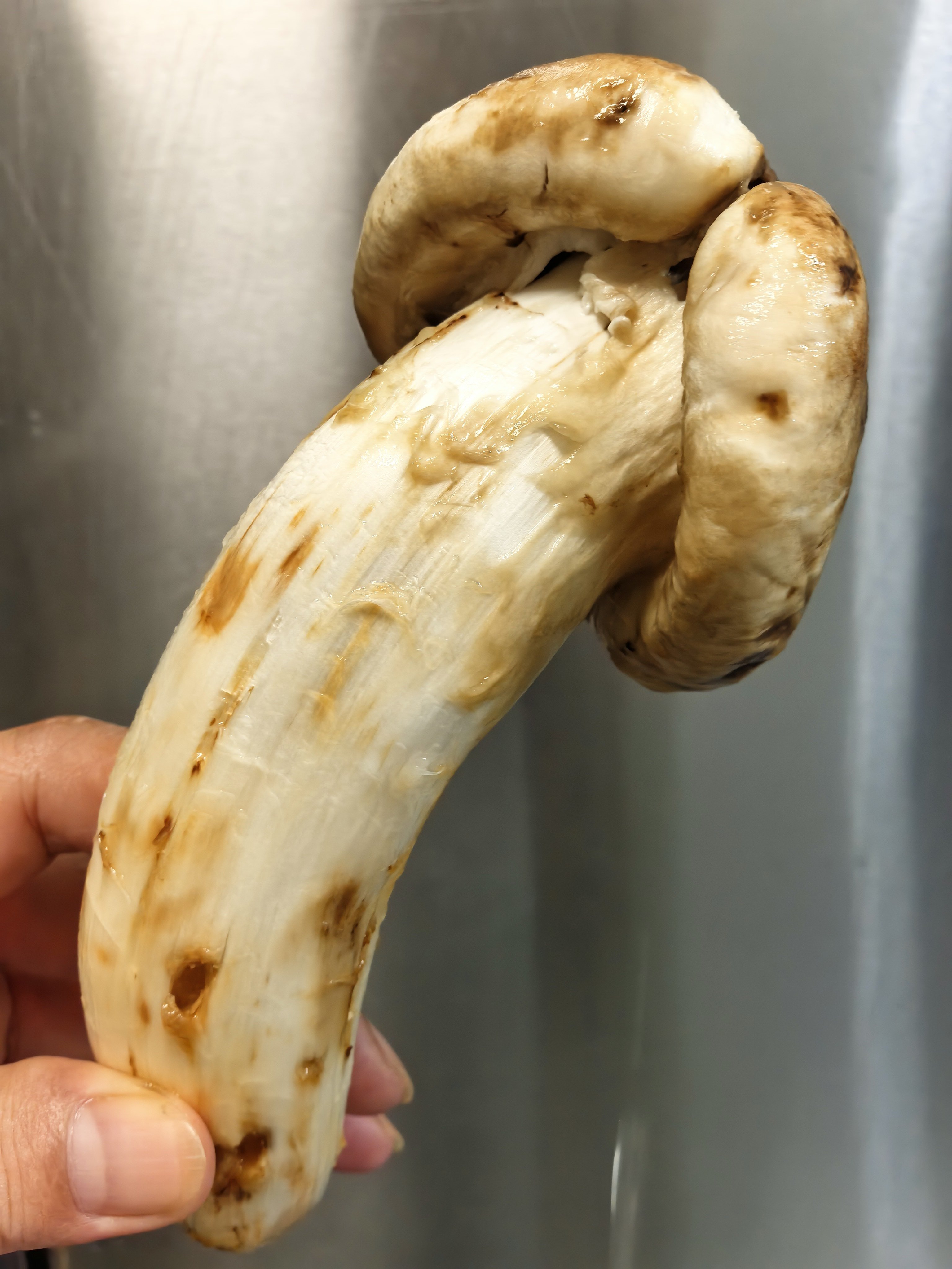 鲜松茸主打益气健脾、滋补肝肾，体虚乏力、容易疲惫、腰膝酸软的人长期食补。生蚝确实