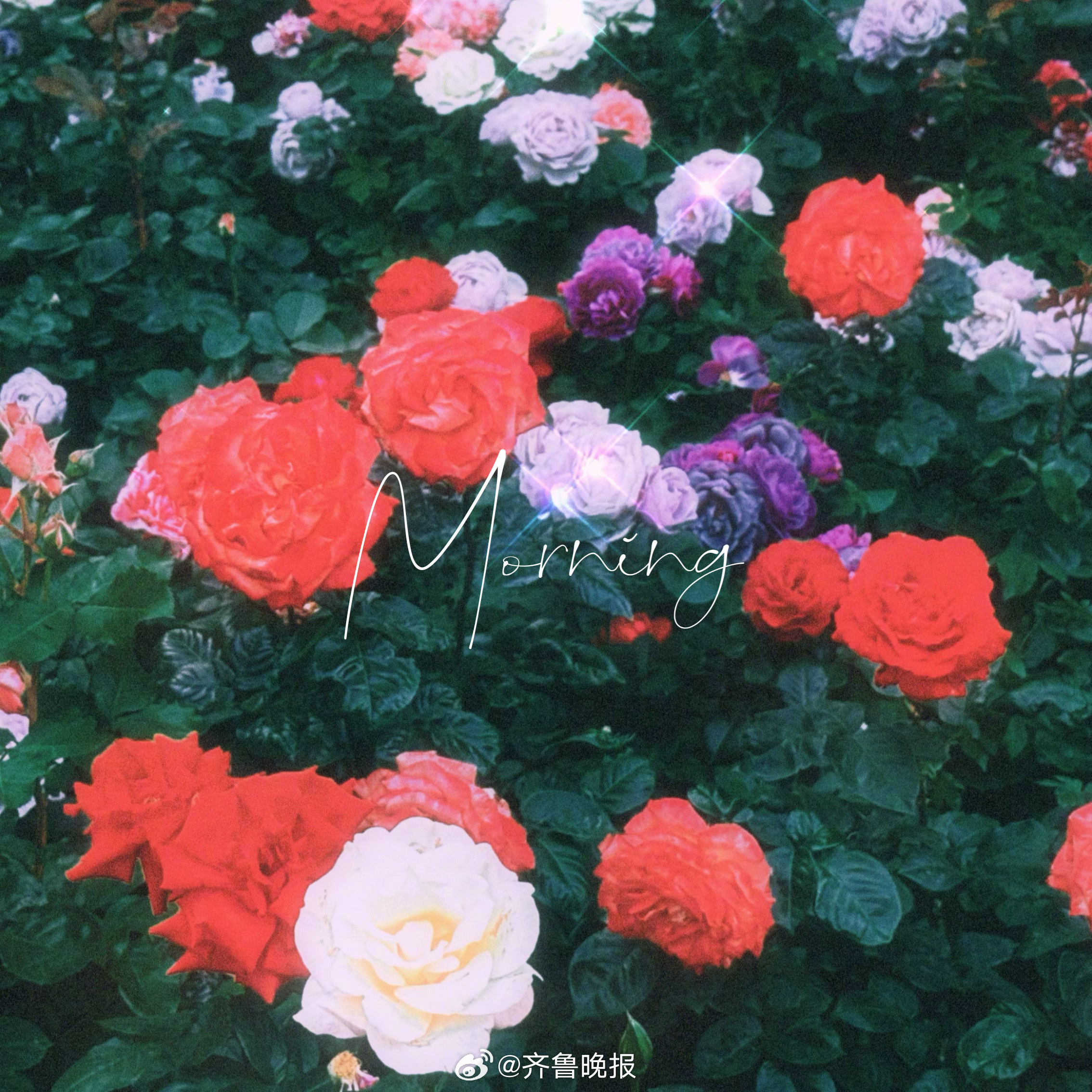 不必太张扬是花自然香#早安#