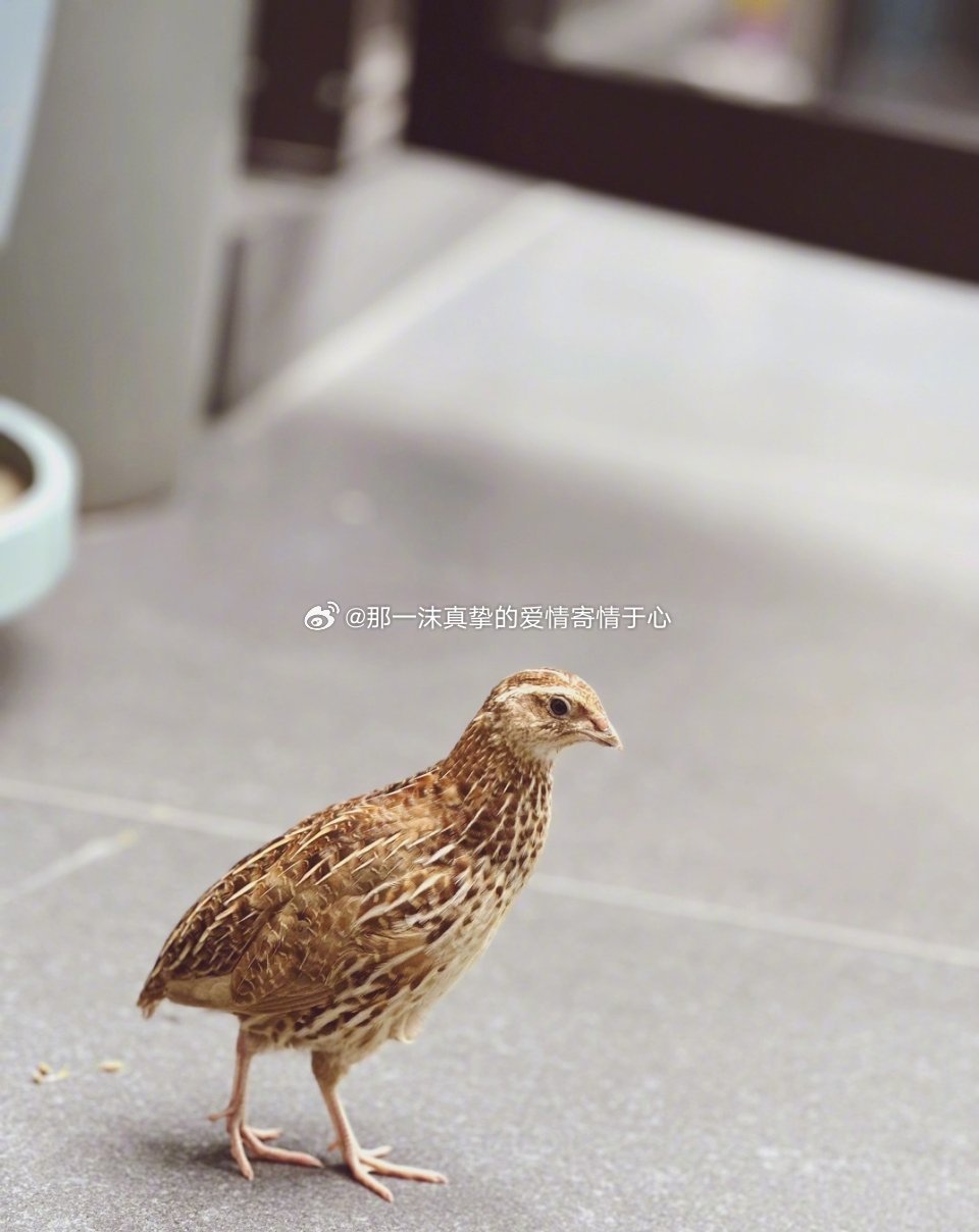 #马天宇养了两个月的鹌鹑##马天宇[超话]#哈哈哈，指鹿为马，硬说鹌鹑是鸡![笑