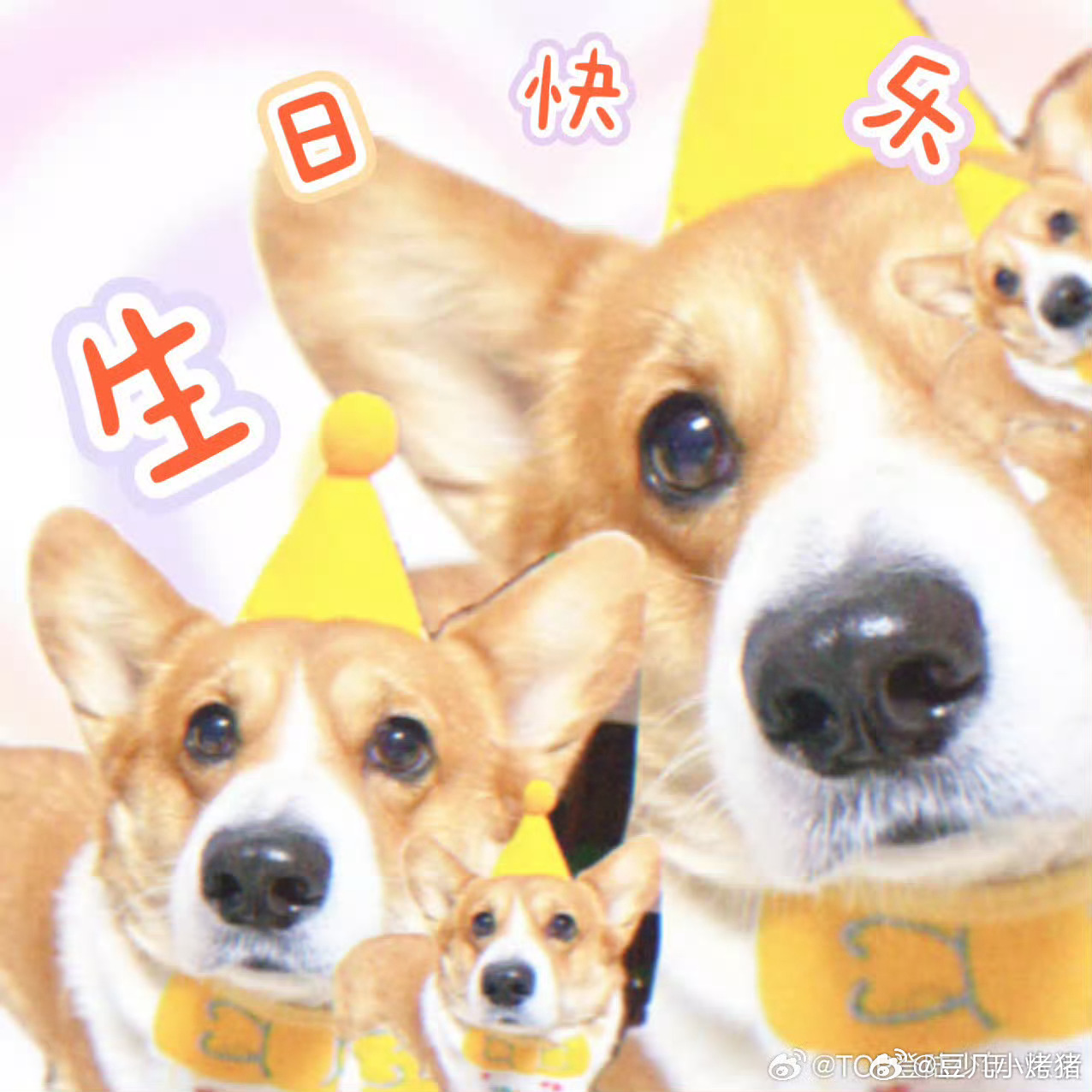 今天jer个样 🍊张极 鄙鄙拉啵