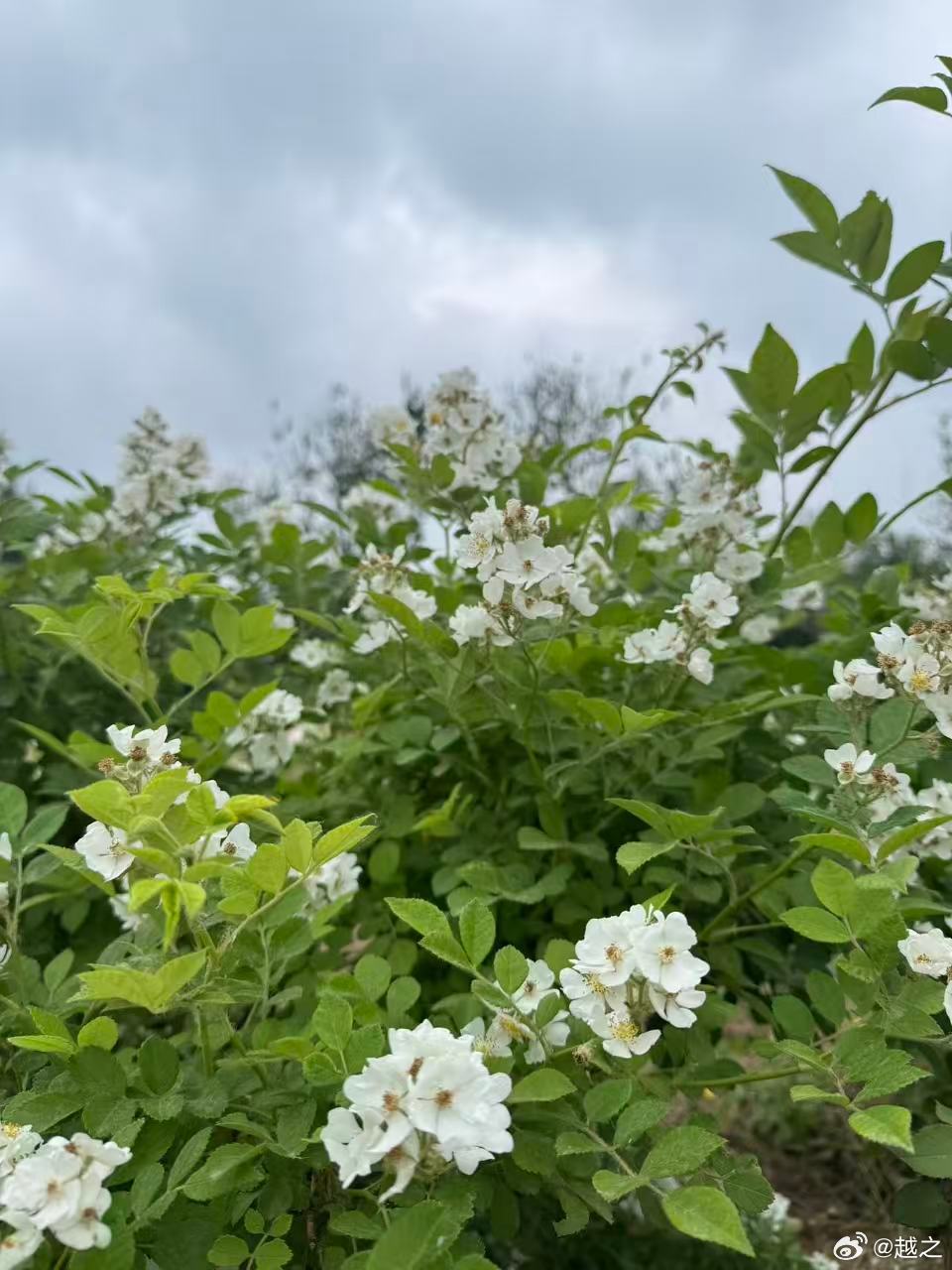 北京这花季啊，家附近现在各种拆栏杆，大片街边绿地绿化搞起来。街道和各种公园的花开