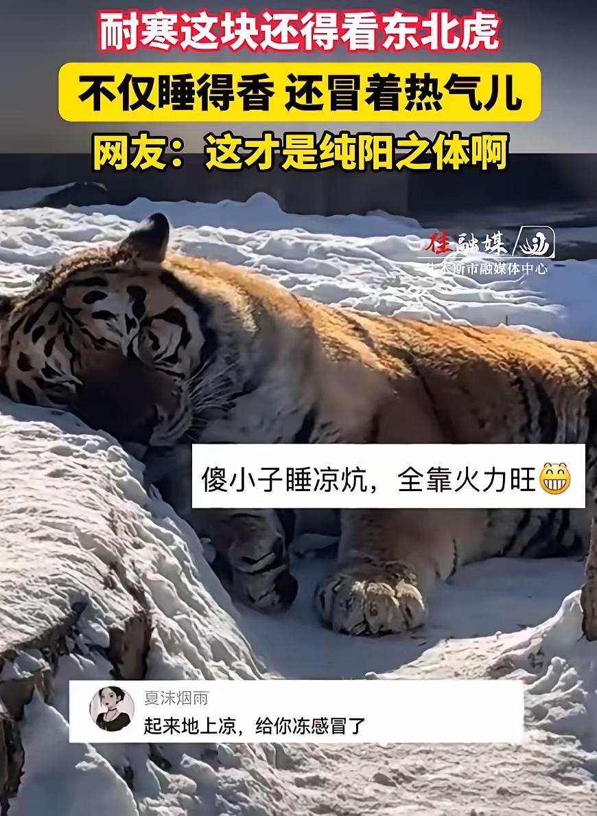 黑龙江牡丹江，一女子去动物园看东北虎，刚好发现有一只在睡觉，有意思的是，这只老虎