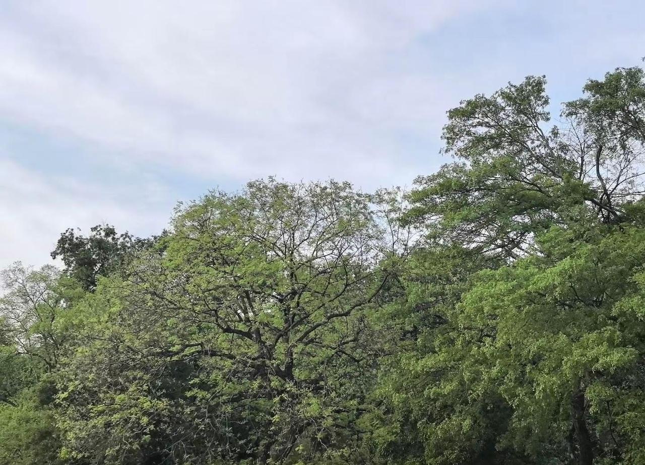 武汉是想热死谁