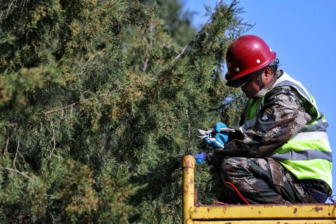 致敏花粉高发期到来，北京绘制“五环内圆柏密度空间分布图”