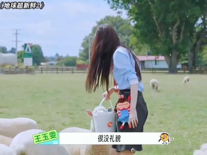 王玉雯林一把羊当狗训王玉雯林一抽象姐弟又发力了地球超新鲜小羊乖乖吃食时，王玉雯林