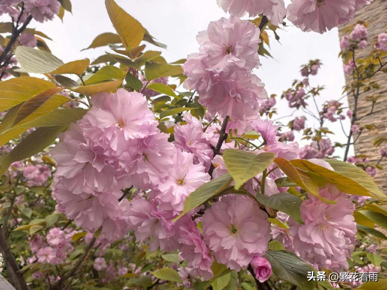 下一站四月：人间四月天，所念皆如愿，愿你小小烦恼都不见，小小愿望都实现，愿这个四