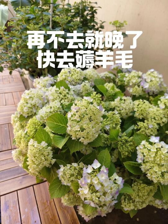 成都人很靠谱，这波羊毛我薅到了，你的呢？