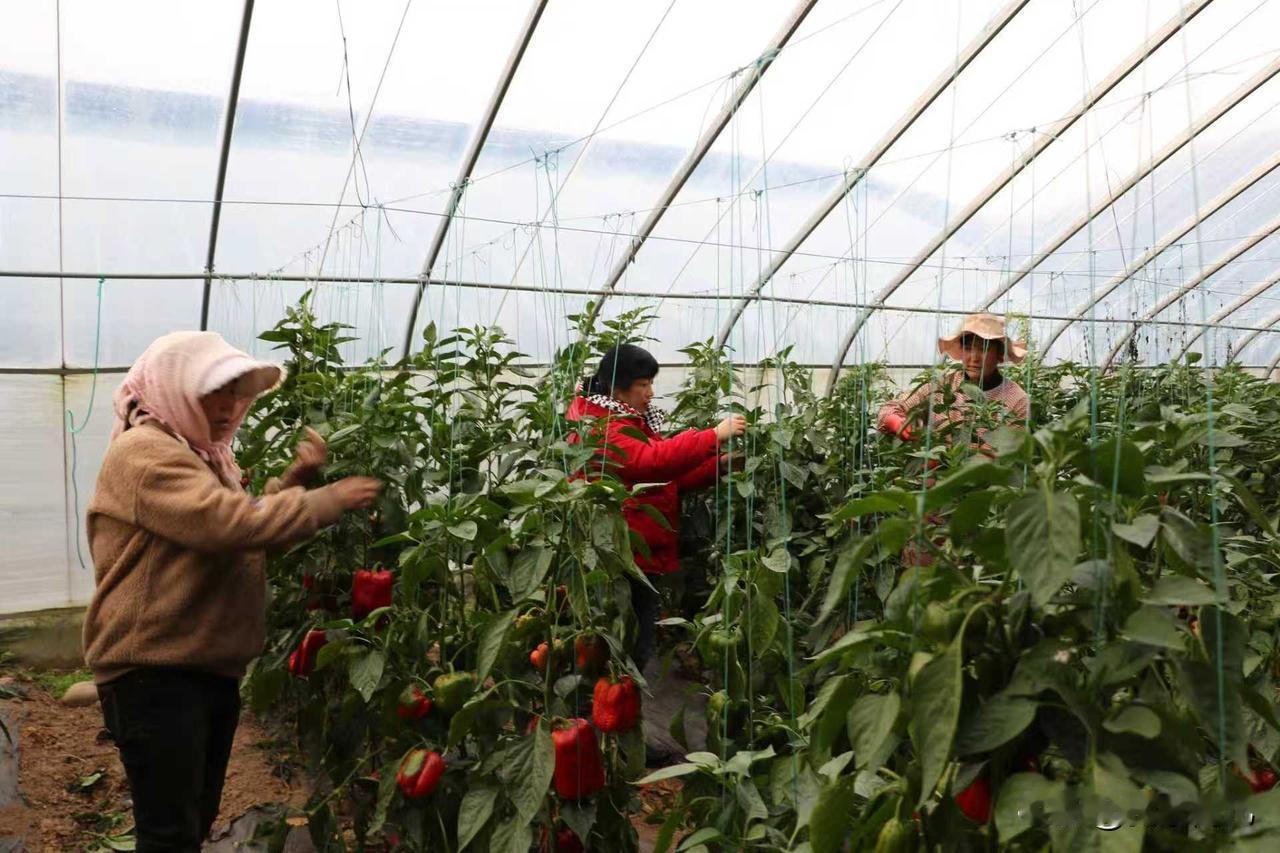 甘肃省定西市[烟花][烟花]
漳县现代设施农业产业园的大棚内生机盎然，辣椒、西红