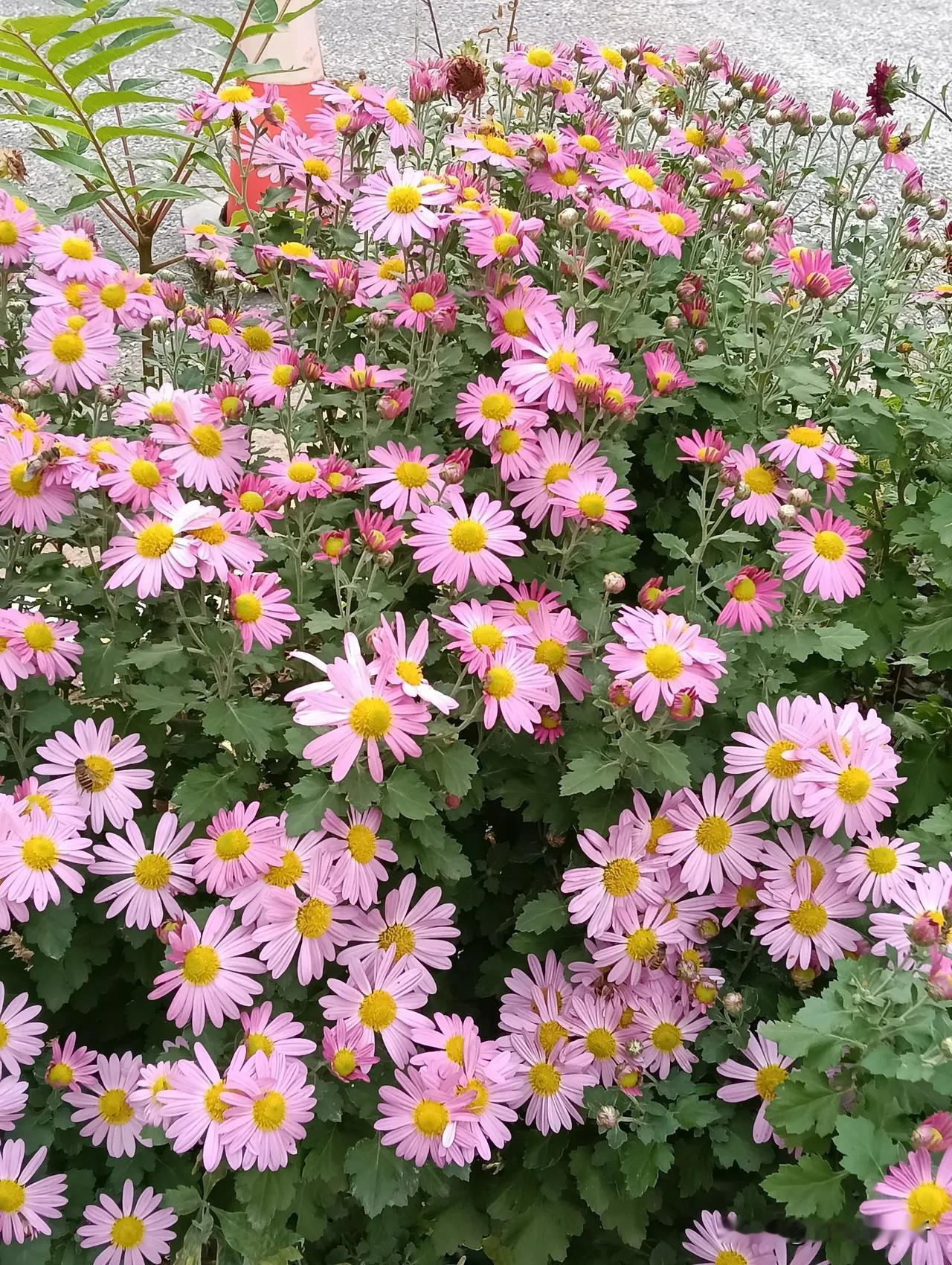 菊花朵朵开#一张图分享秋日风光##随手拍秋季菊花# #秋季花朵分享#