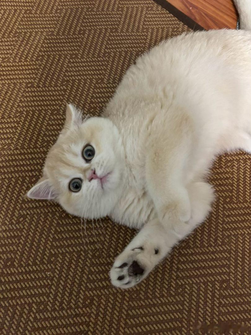 没人觉得这猫很像周诣涛早期吗，又肥又呆 