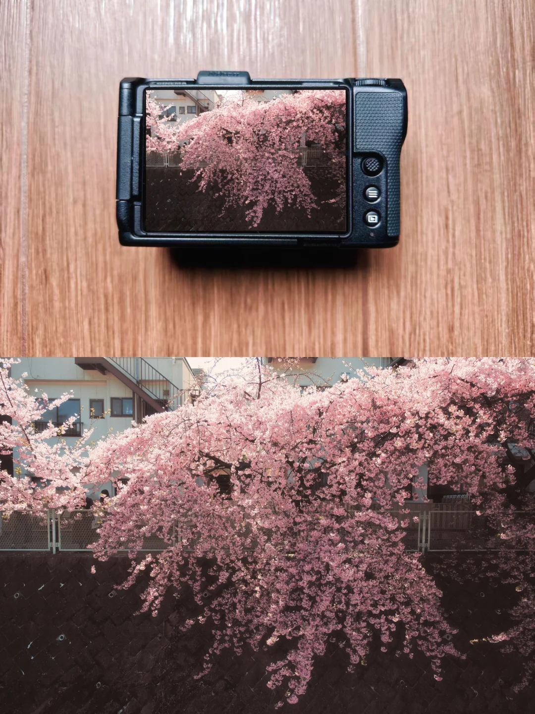 神奈川，早樱满开的河岸