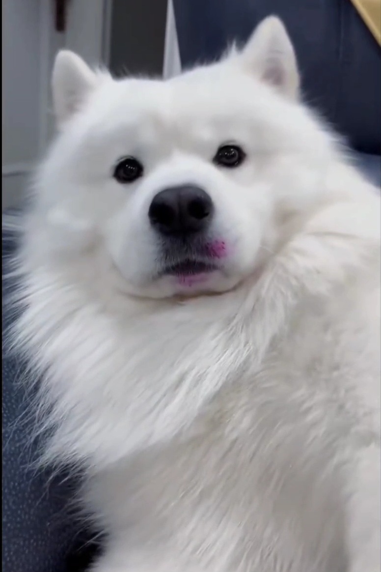👓：珉葵，我回来了🐶：👓：怎么不理我(摸)🐶：你出去玩呗，你跟朋友吃饭呗