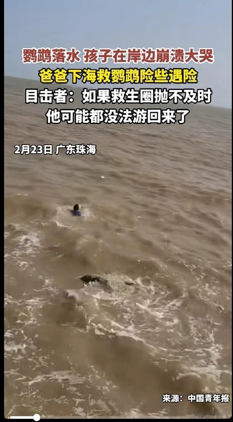 鹦鹉落水，孩子崩溃大哭，央求爸爸去救鹦鹉，然后爸爸奋不顾身的跳下水救鹦鹉，然而鹦